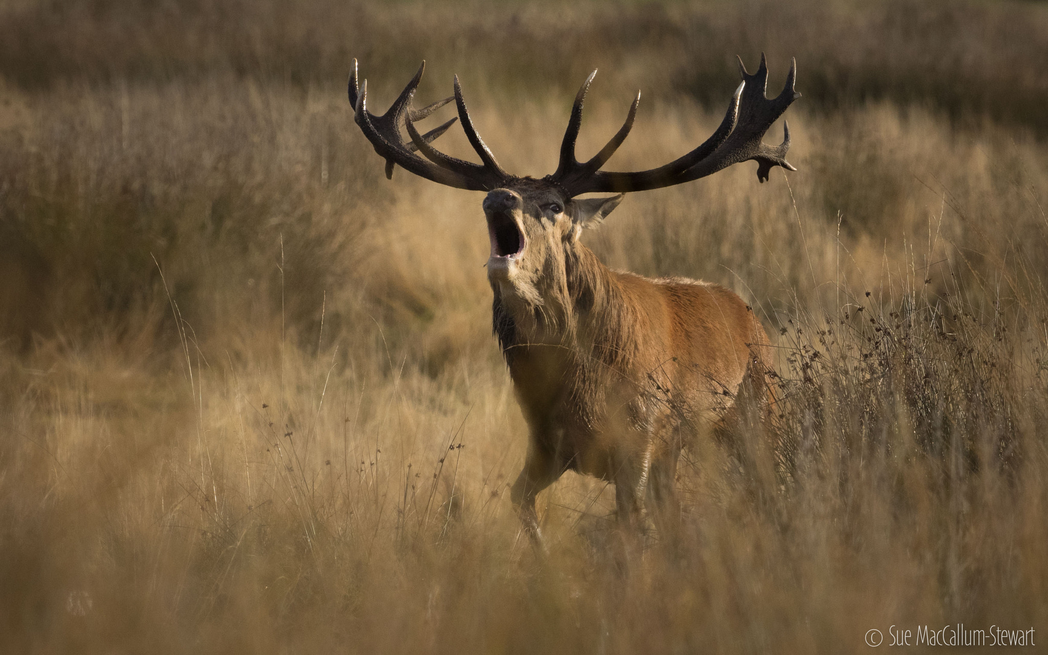 Olympus OM-D E-M1 + OLYMPUS M.300mm F4.0 sample photo. Emerging from the grass photography