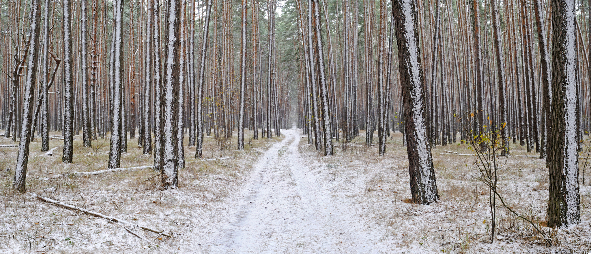 Nikon D300S + Nikon AF Nikkor 24mm F2.8D sample photo. First snow in the forest photography