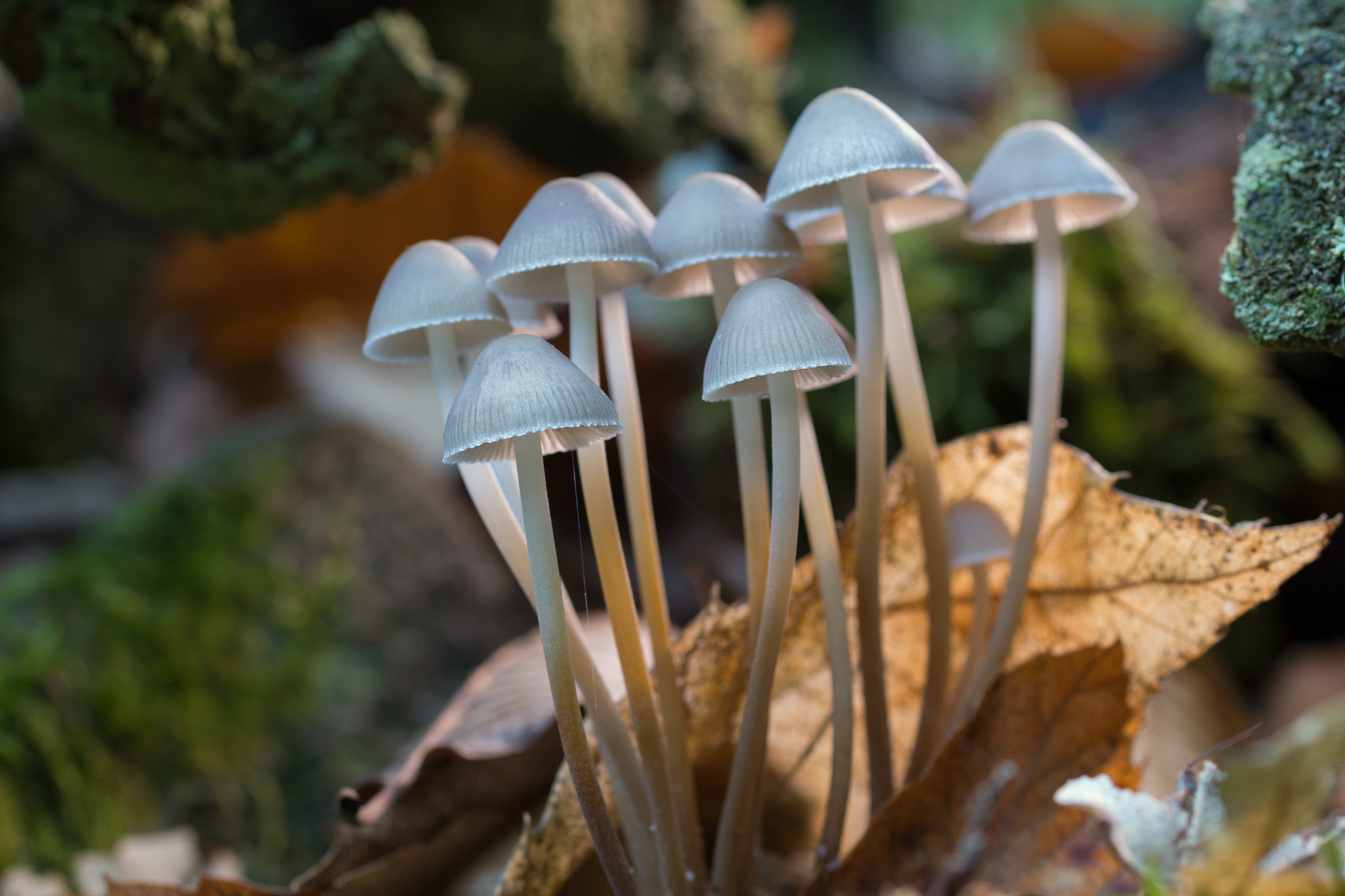 Sigma 50mm f/2.8 EX sample photo. Mycena sp photography