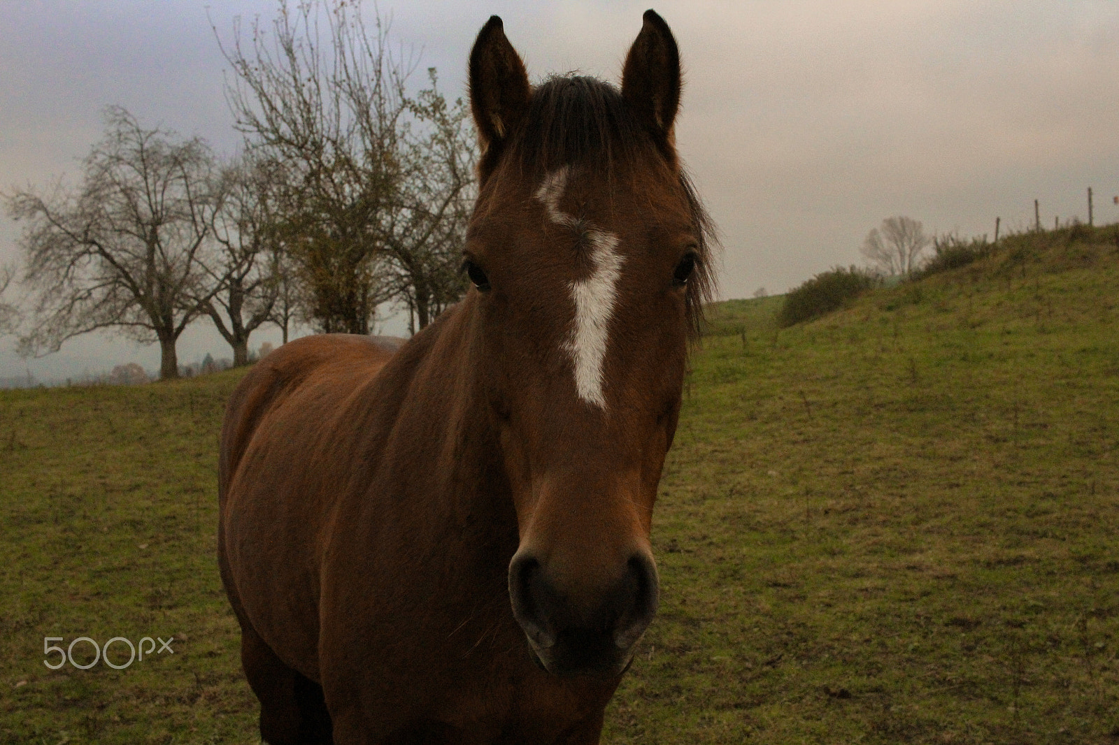 Canon EF-S 24mm F2.8 STM sample photo. True beauty photography