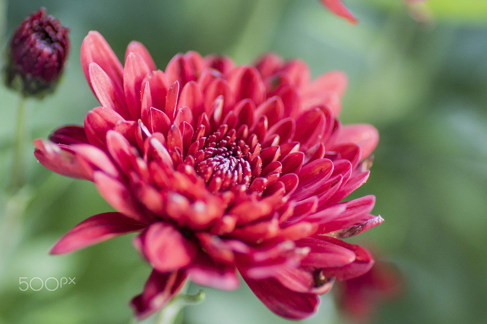 Sony ILCA-77M2 + Tamron SP AF 90mm F2.8 Di Macro sample photo. Red photography