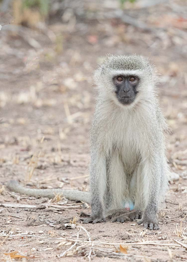 Canon EF 500mm F4L IS II USM sample photo. Vervet portrait photography