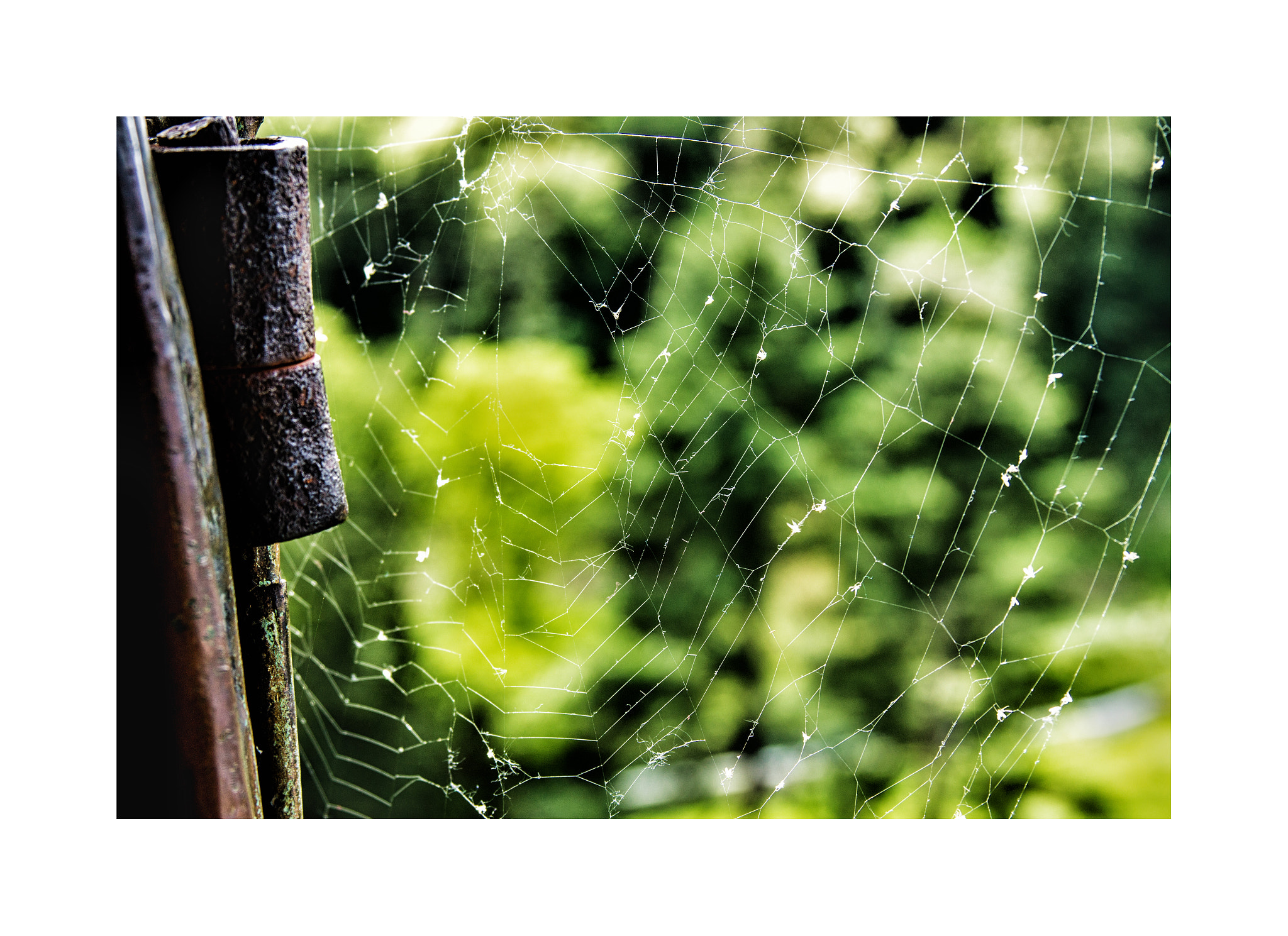 Canon EF 28-135mm F3.5-5.6 IS USM sample photo. Weaver spider photography