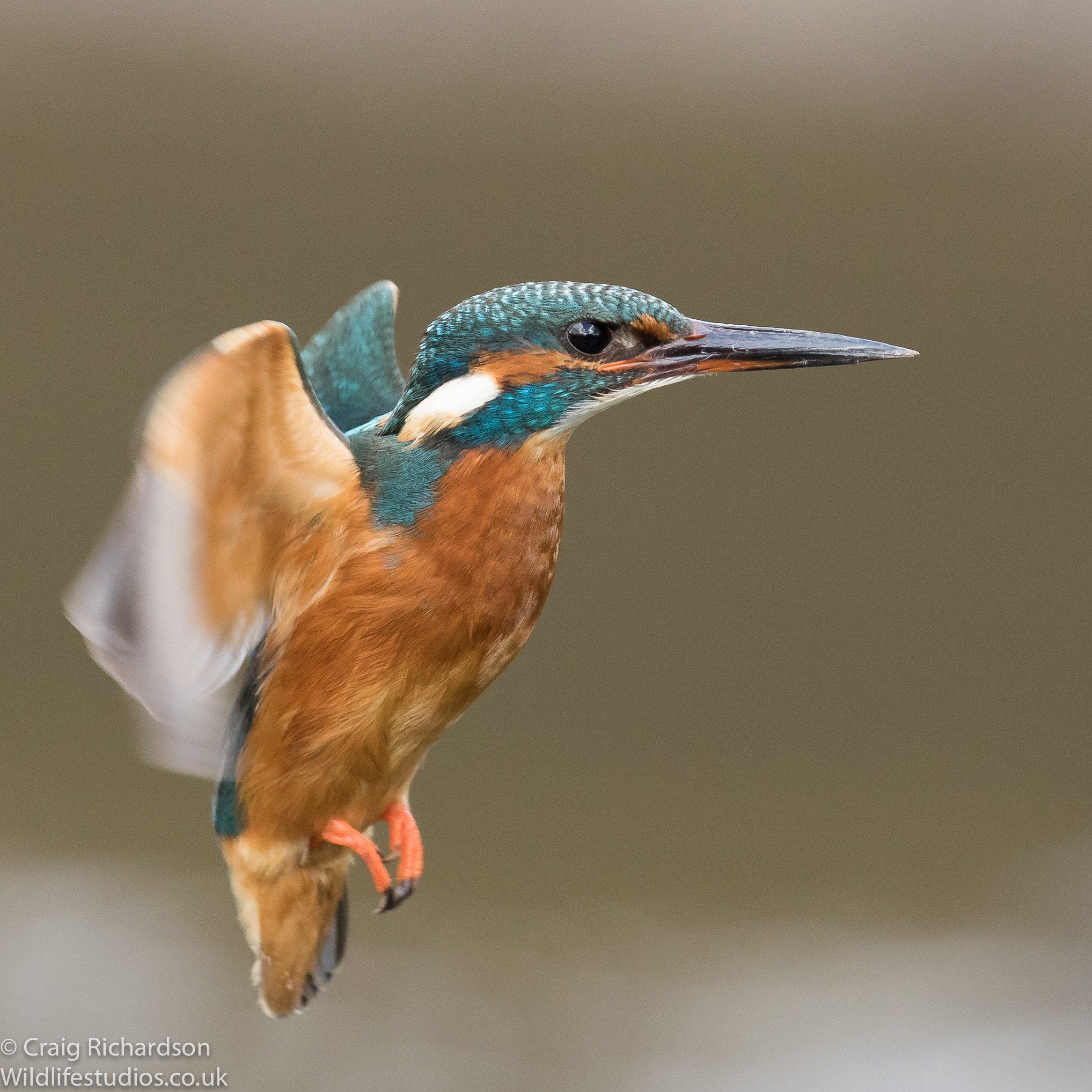 Canon EF 300mm F2.8L IS II USM sample photo. Kingfisher hovering photography