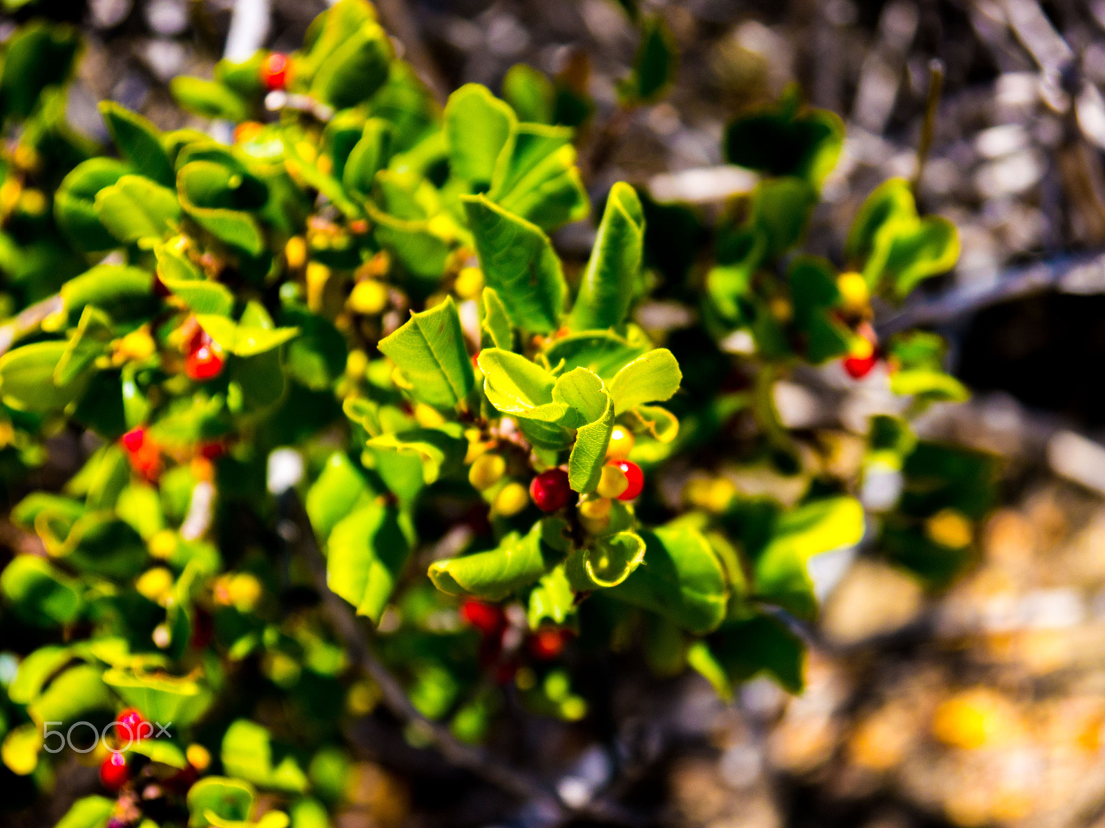 Panasonic Lumix DMC-GH2 sample photo