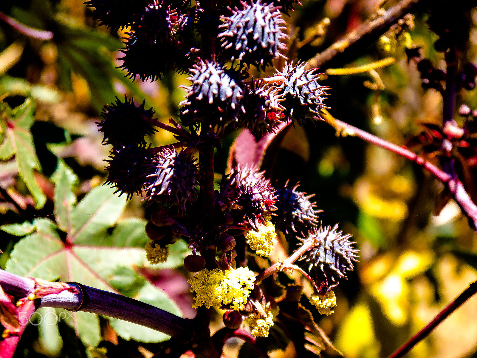 Panasonic Lumix DMC-GH2 sample photo