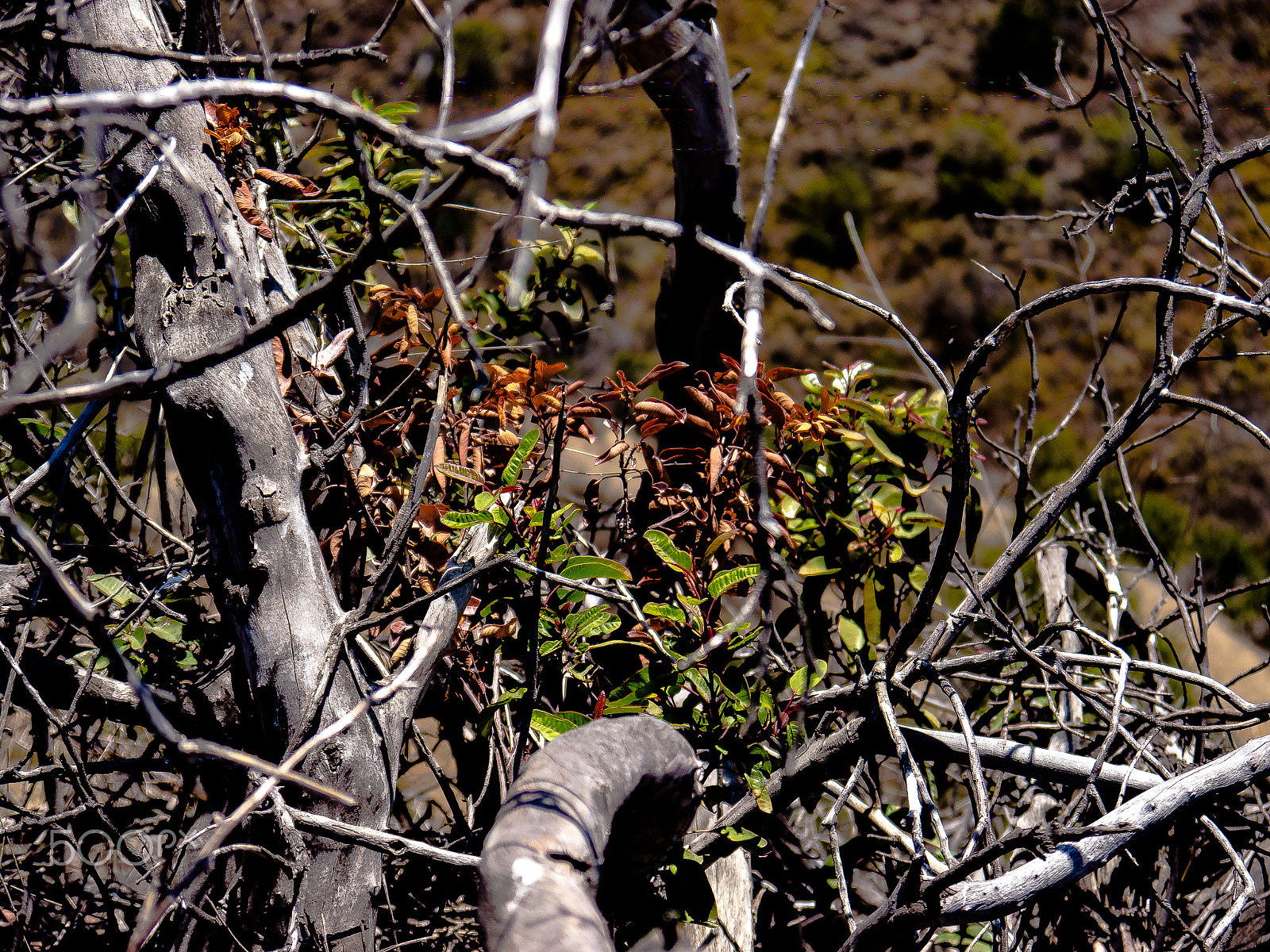 Panasonic Lumix DMC-GH2 sample photo