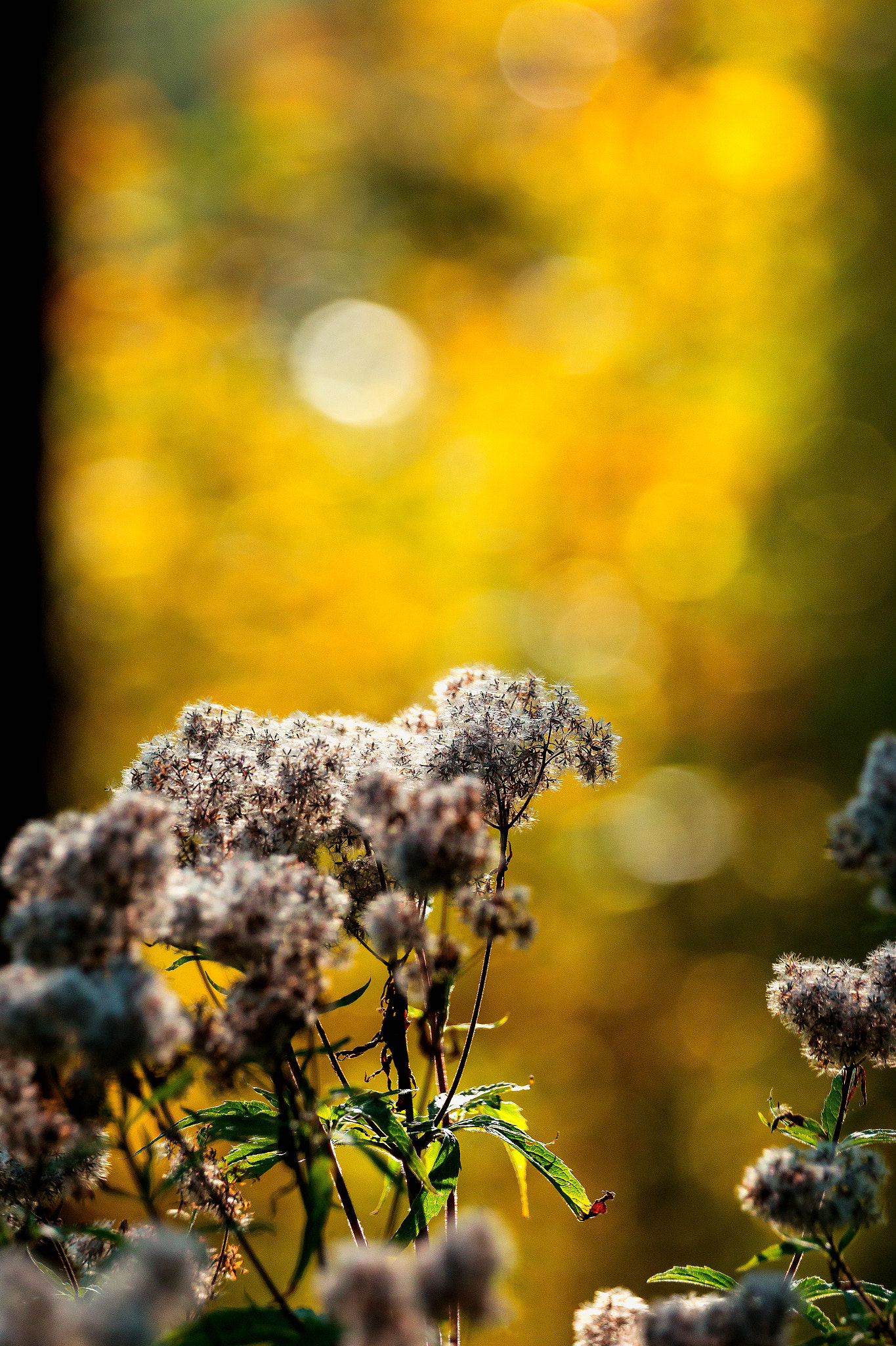 Sony 70-400mm F4-5.6 G SSM II sample photo. Golden sunset photography