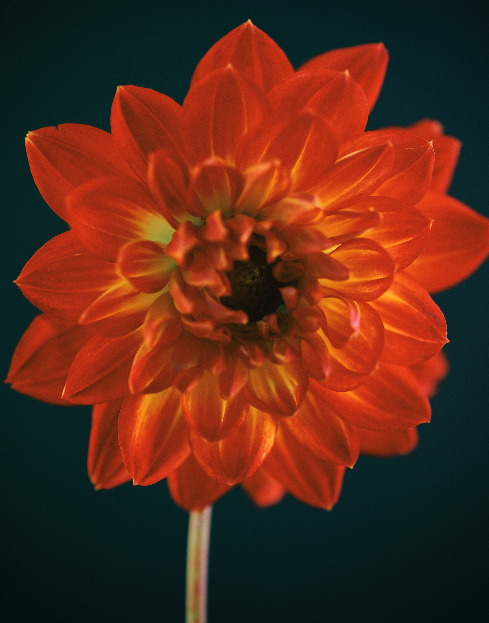 Sony a7 sample photo. Red & yellow dahlia. photography