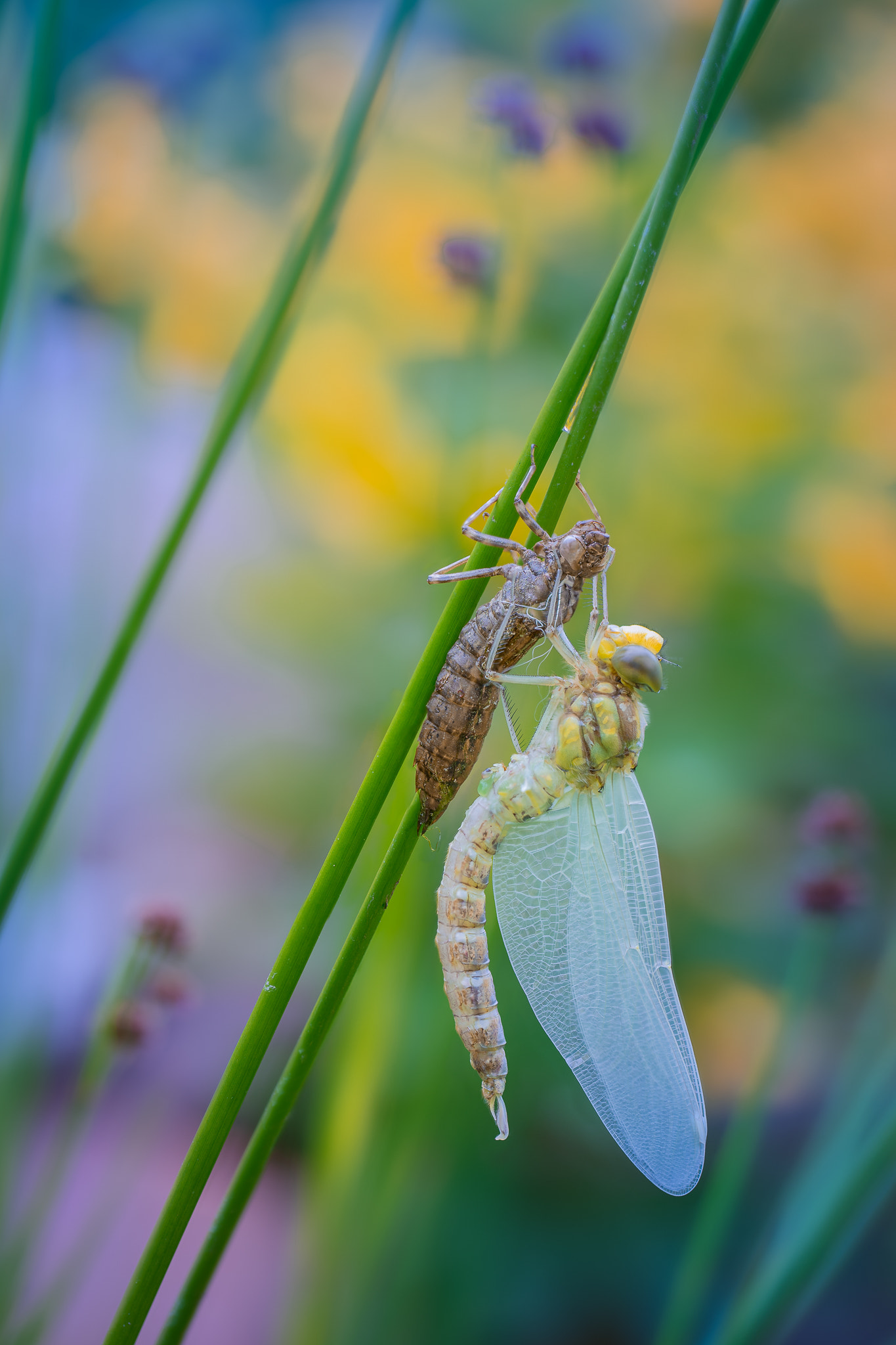100mm F2.8 G SSM OSS sample photo. A newborn dragon photography