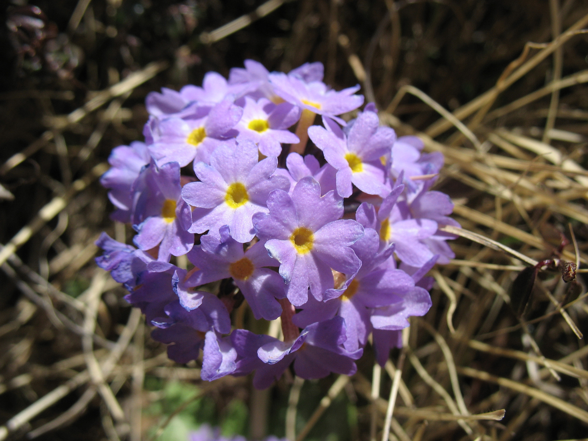 Canon POWERSHOT A610 sample photo. Flower bunch photography