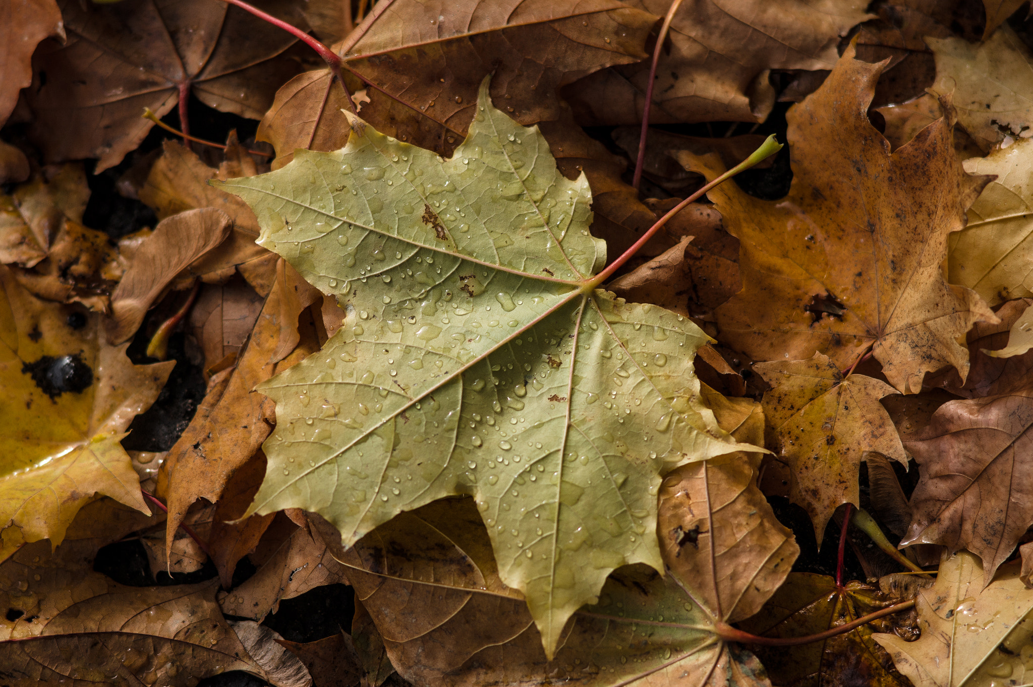 Sony Alpha DSLR-A450 sample photo. Autumn photography