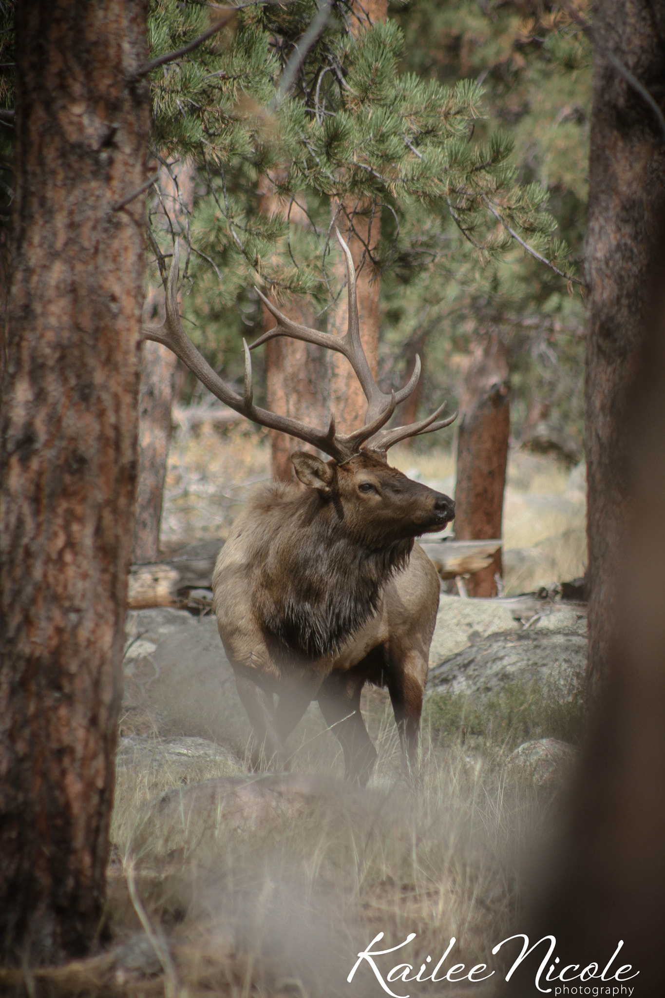 Canon EOS 450D (EOS Rebel XSi / EOS Kiss X2) sample photo. Bull elk photography