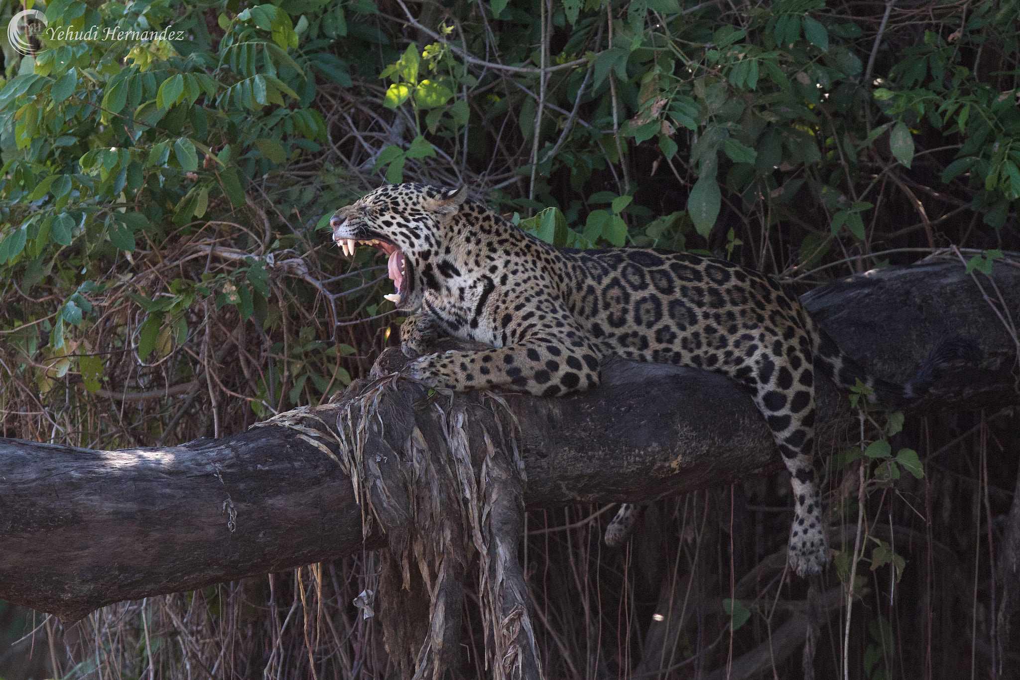 Canon EF 300mm F2.8L IS USM sample photo. Jaguar (panthera onca) photography