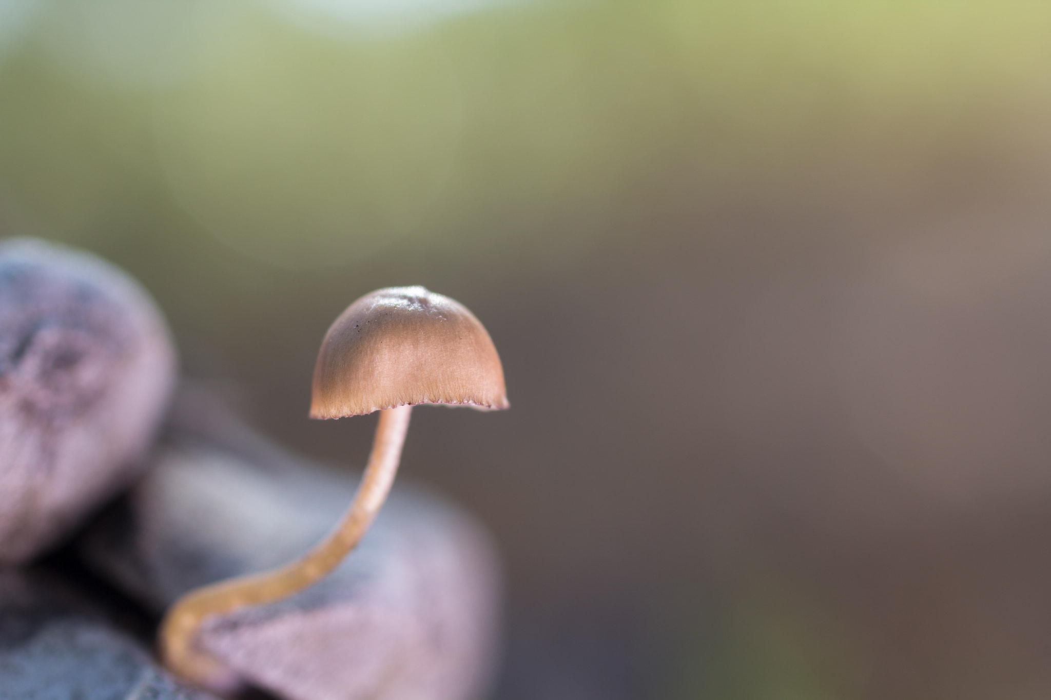 Canon EOS 60D sample photo. Mycena seynesii photography