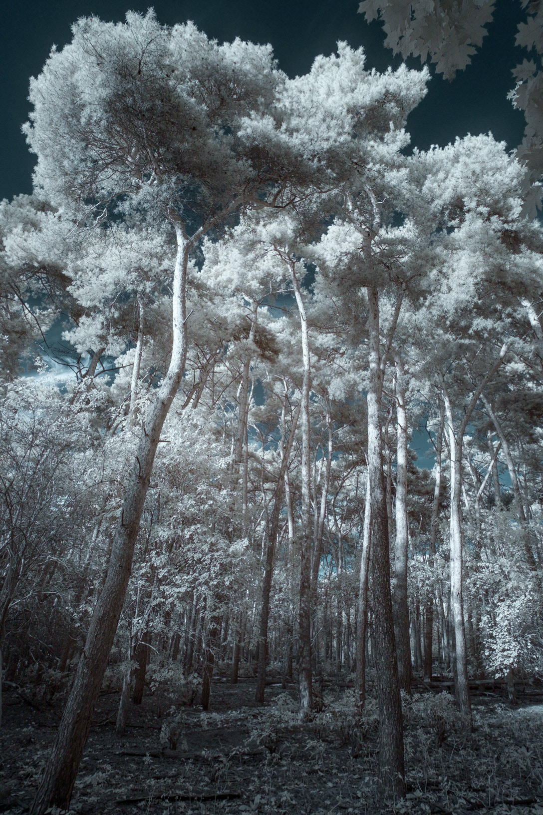 Fujifilm X-E1 + Fujifilm XF 14mm F2.8 R sample photo. Trees like mushrooms photography