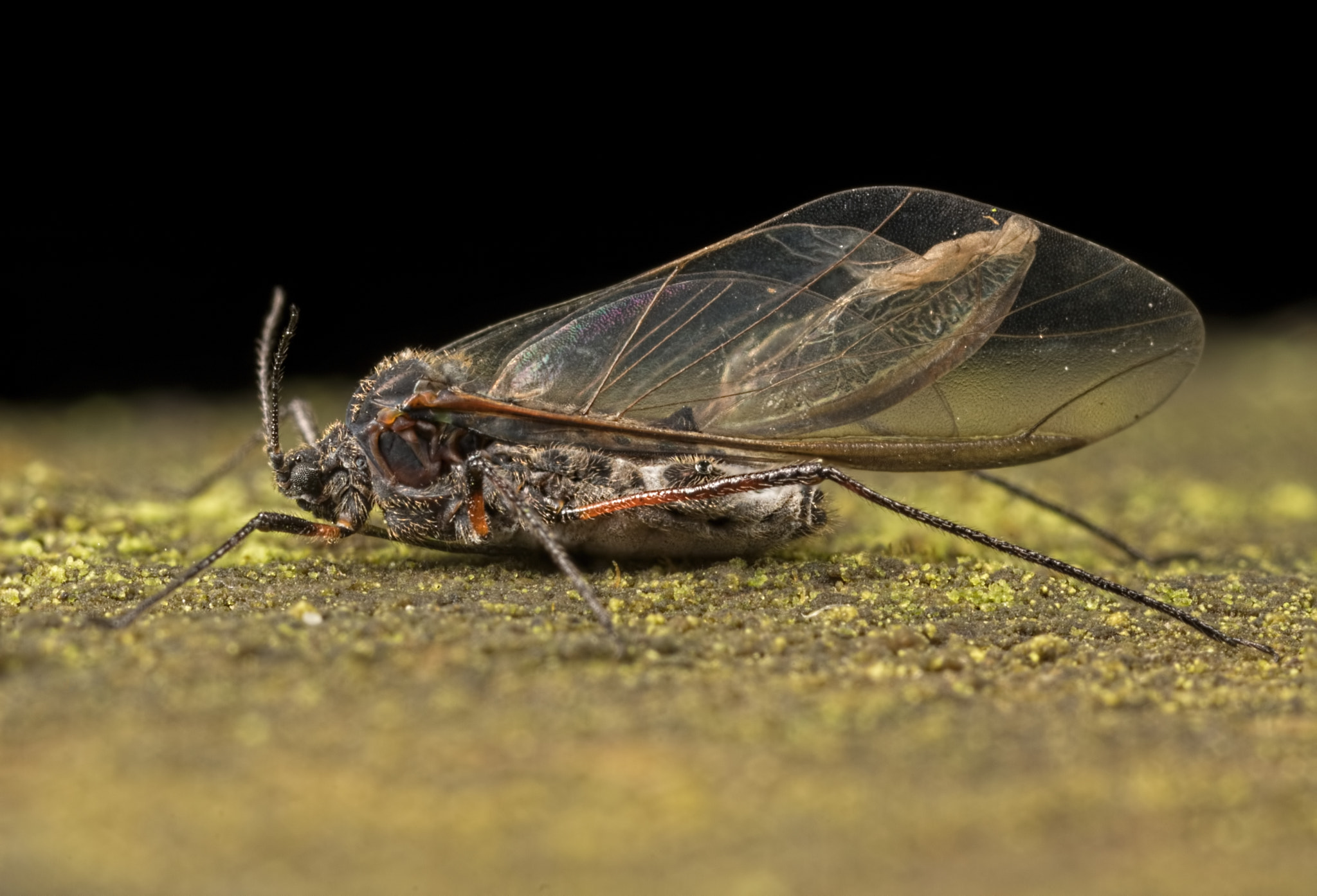 Canon EOS 760D (EOS Rebel T6s / EOS 8000D) + Canon MP-E 65mm F2.5 1-5x Macro Photo sample photo. Giant willow aphid photography