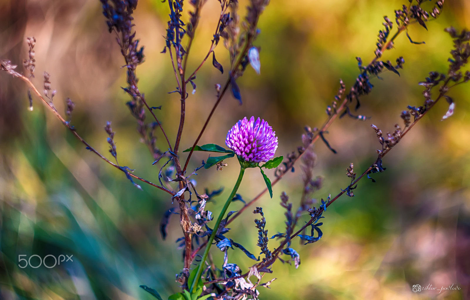 Canon EF 35-80mm f/4-5.6 sample photo. Beauty and the beast :) photography
