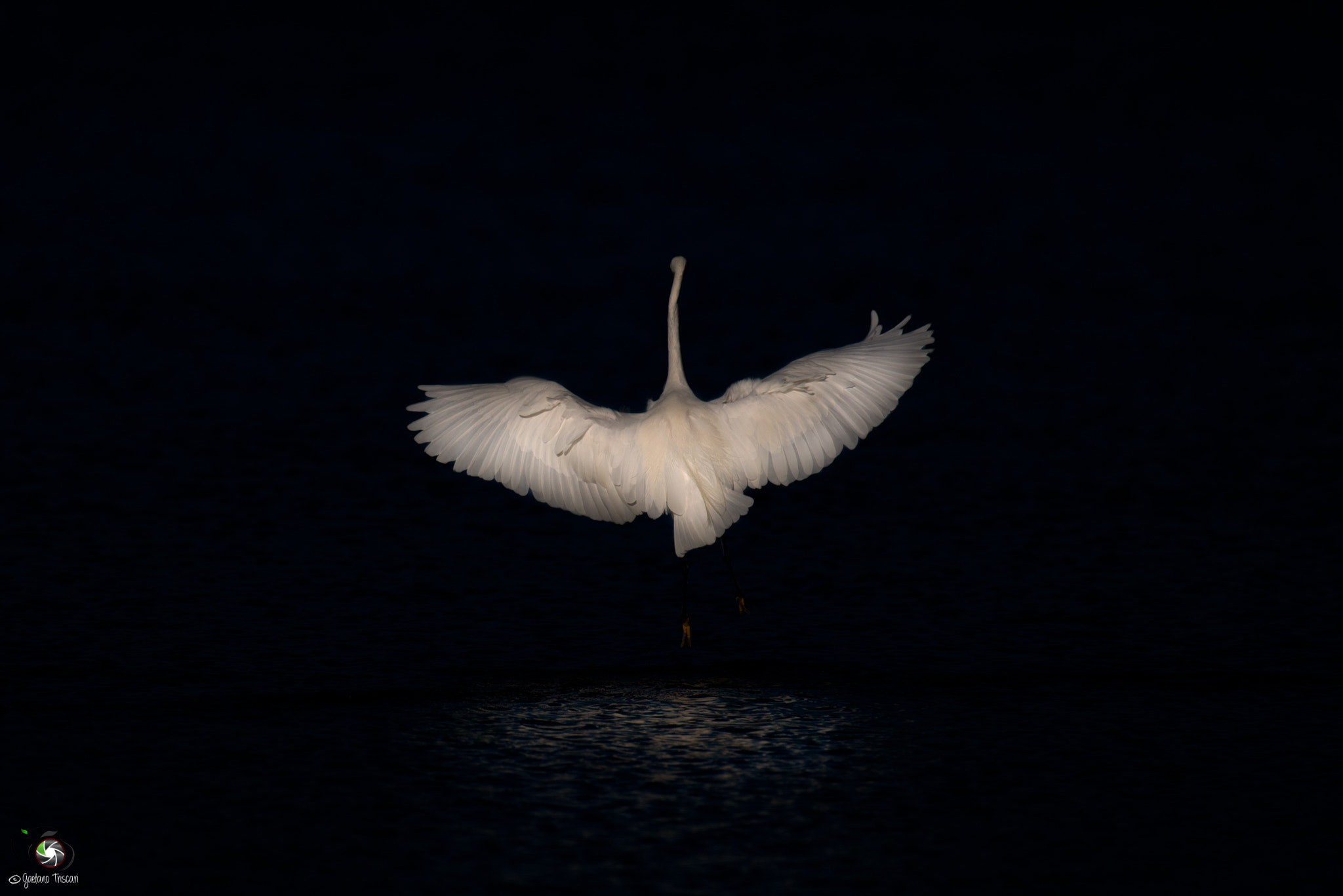 Nikon AF-S Nikkor 200-500mm F5.6E ED VR sample photo. White heron photography
