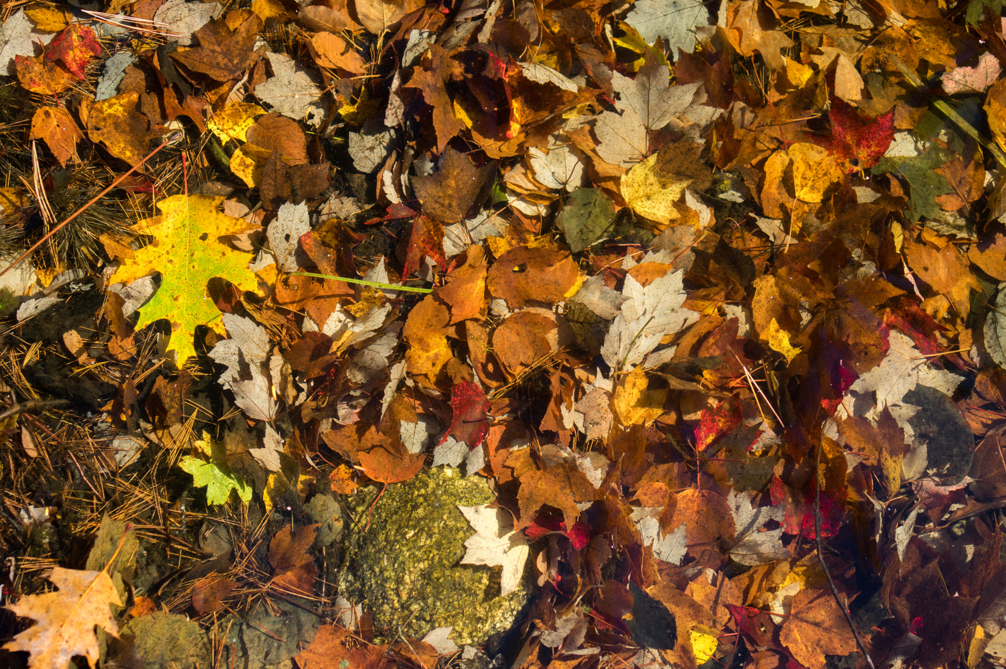 smc PENTAX-FA Macro 50mm F2.8 sample photo. Underwater leaves photography