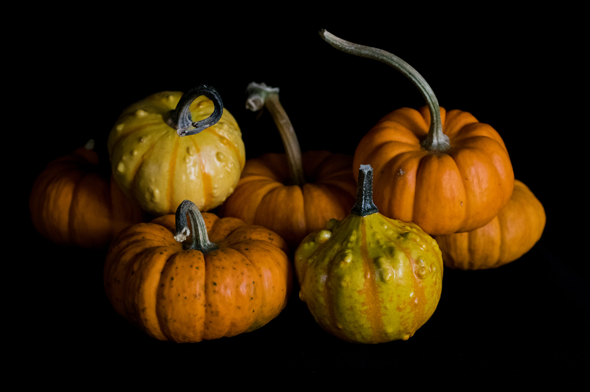 smc PENTAX-FA Macro 50mm F2.8 sample photo. Gourds and pumpkins photography