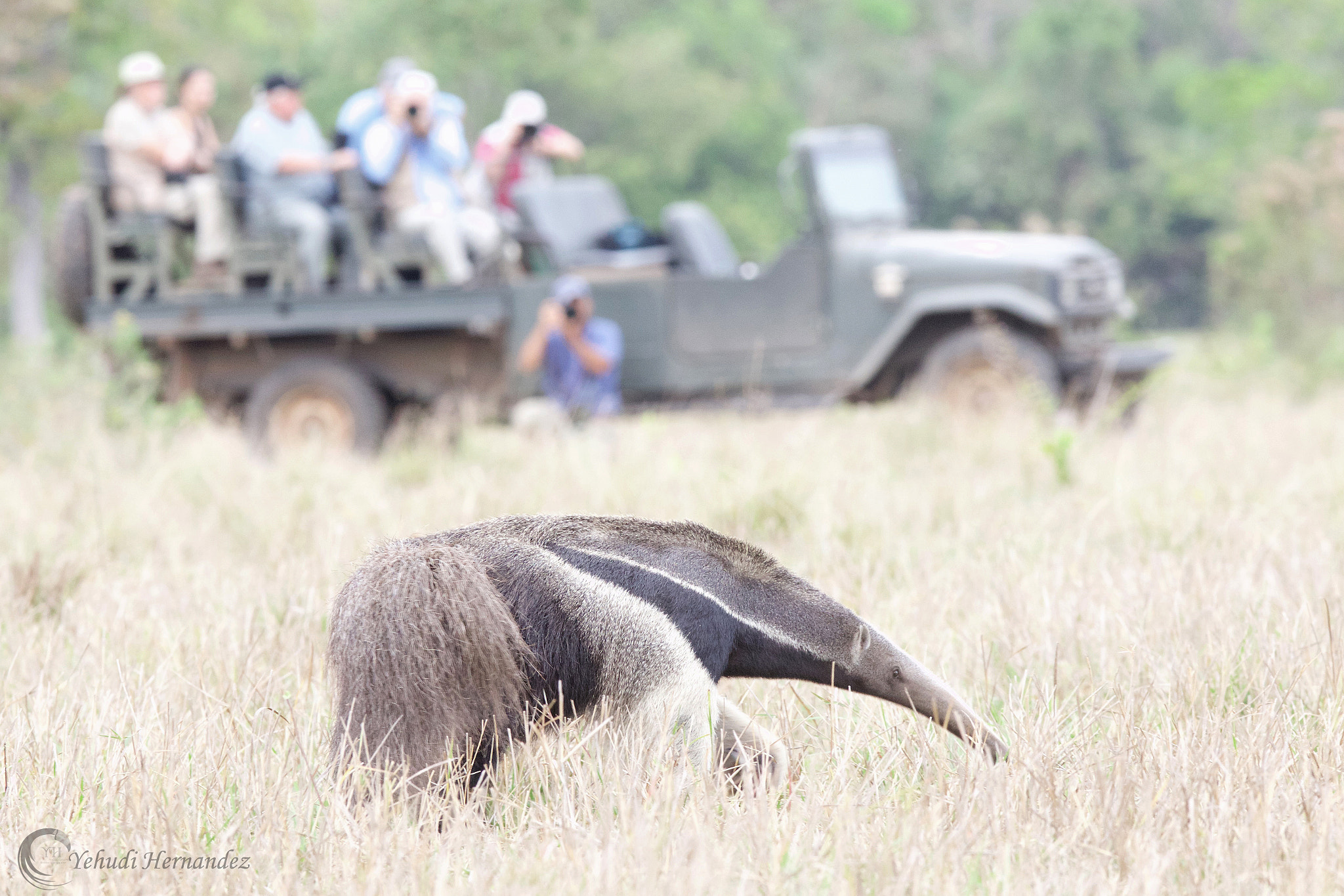 Canon EF 300mm F2.8L IS USM sample photo. Giant anteater photography