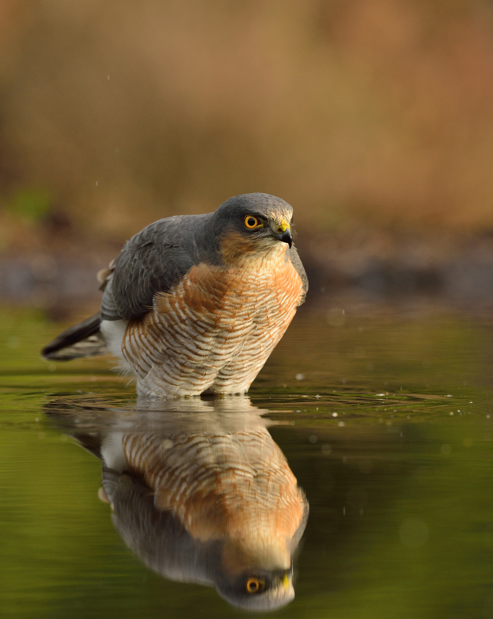 Nikon D600 + Nikon AF-S Nikkor 500mm F4G ED VR sample photo. Sperwer photography