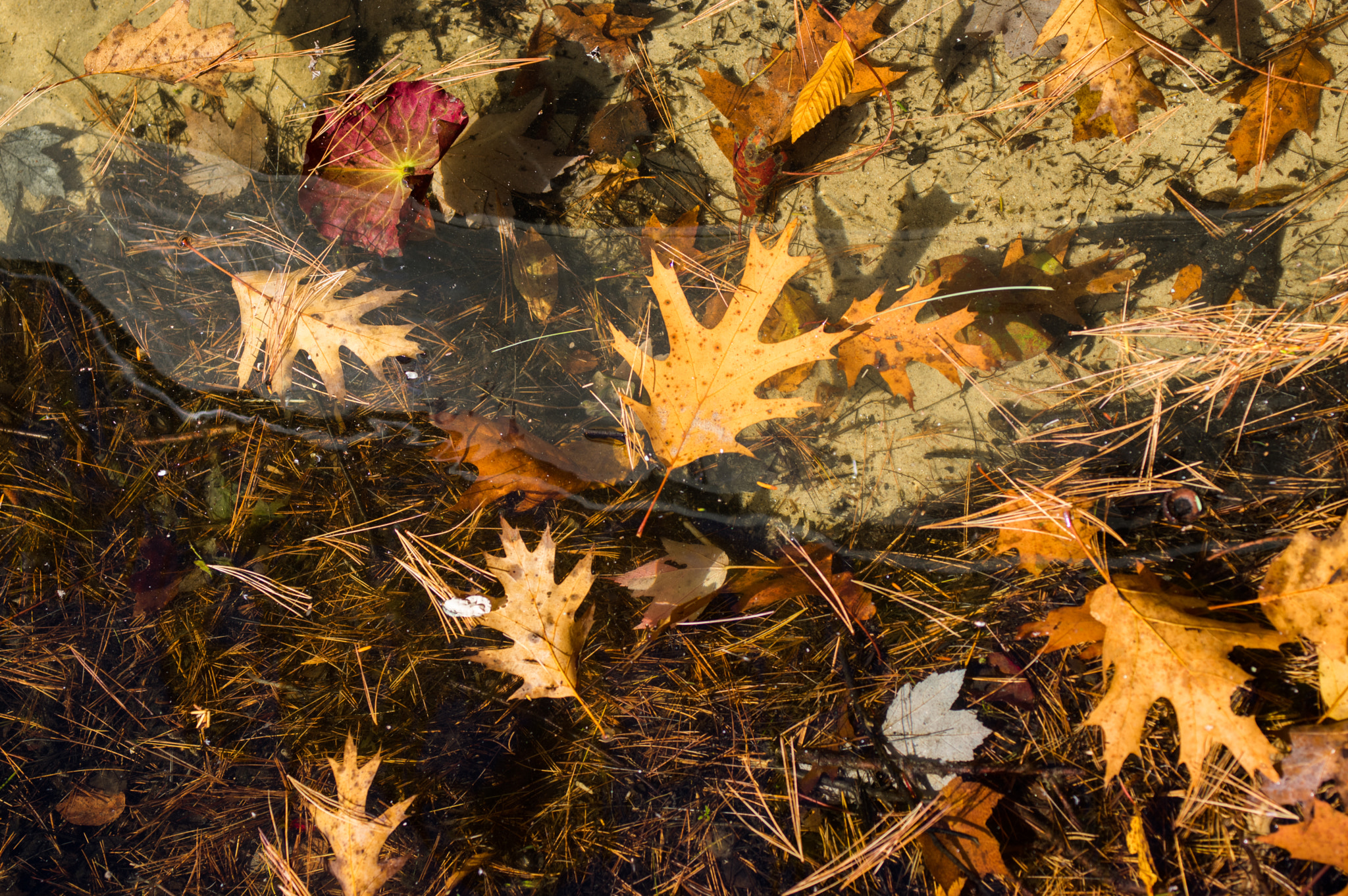 Pentax K-3 sample photo. Underwater leaves photography