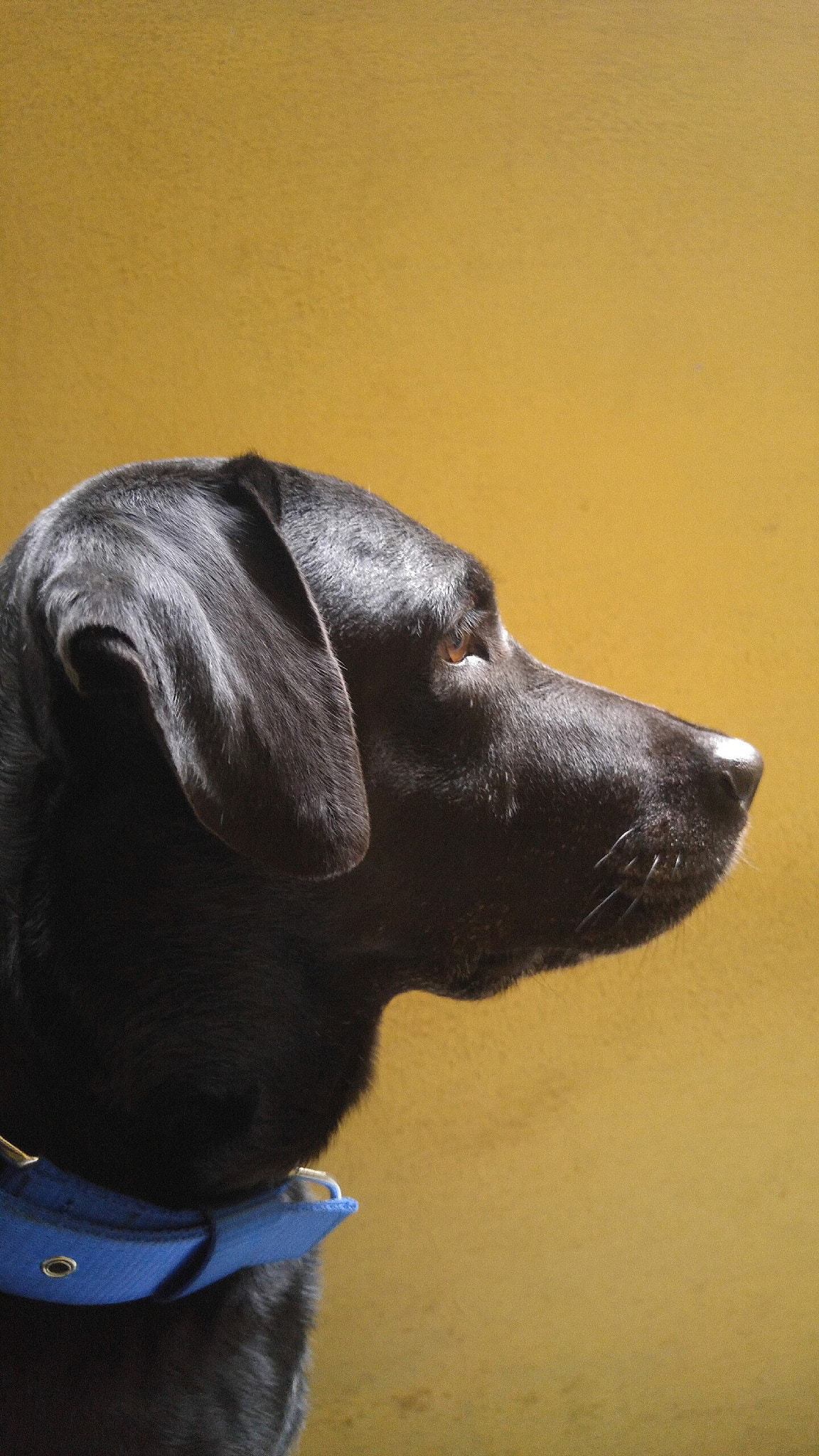 LG H818N sample photo. Pet dog photography