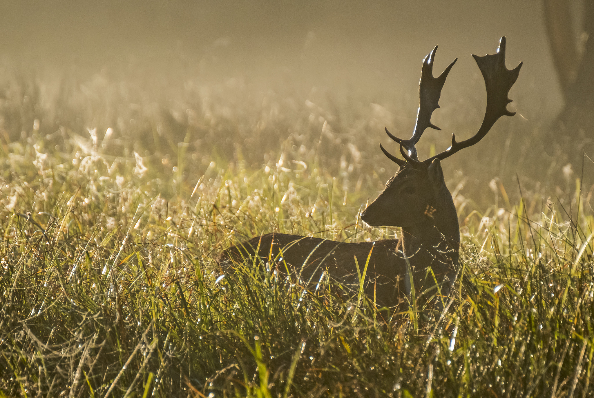 XF100-400mmF4.5-5.6 R LM OIS WR + 1.4x sample photo. Morning light photography