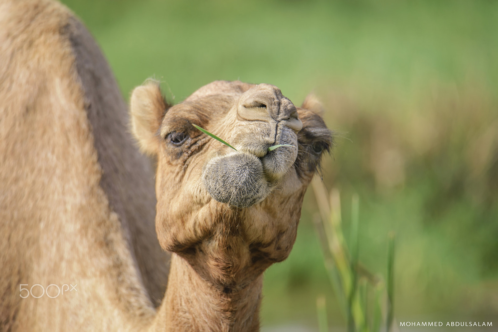 Nikon D610 + Sigma 50mm F2.8 EX DG Macro sample photo. Camel photography