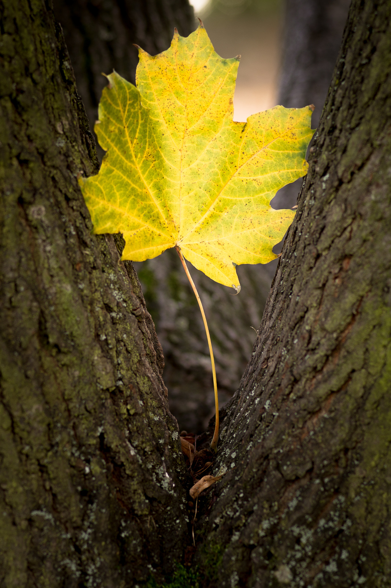 Sony SLT-A58 sample photo. Leaf photography