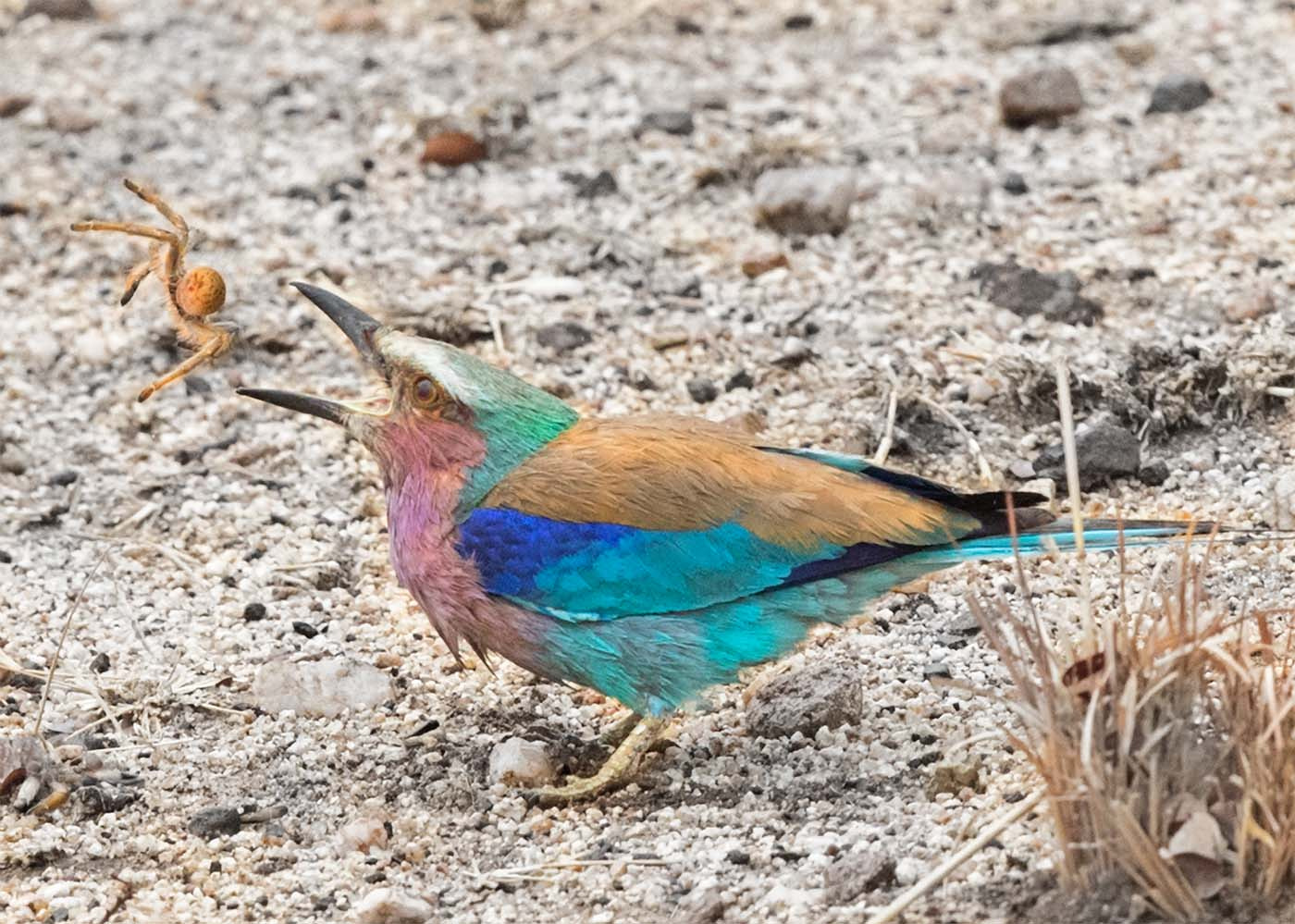 Canon EF 500mm F4L IS II USM sample photo. Lilac breasted roller eating spider photography
