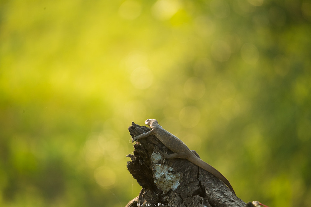 Nikon D5 sample photo. Rest time.. photography