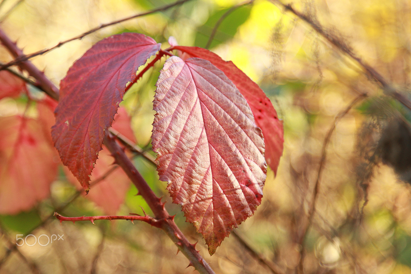 Canon EOS 1200D (EOS Rebel T5 / EOS Kiss X70 / EOS Hi) + Canon EF 24-105mm F4L IS USM sample photo. Rose leaves photography