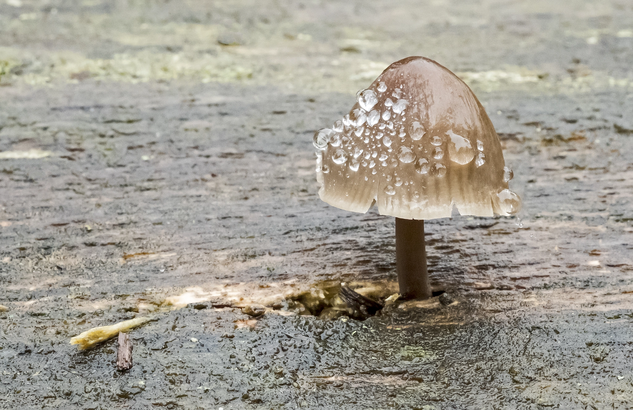 Fujifilm X-T2 + Fujifilm XF 60mm F2.4 R Macro sample photo. Morning dew photography