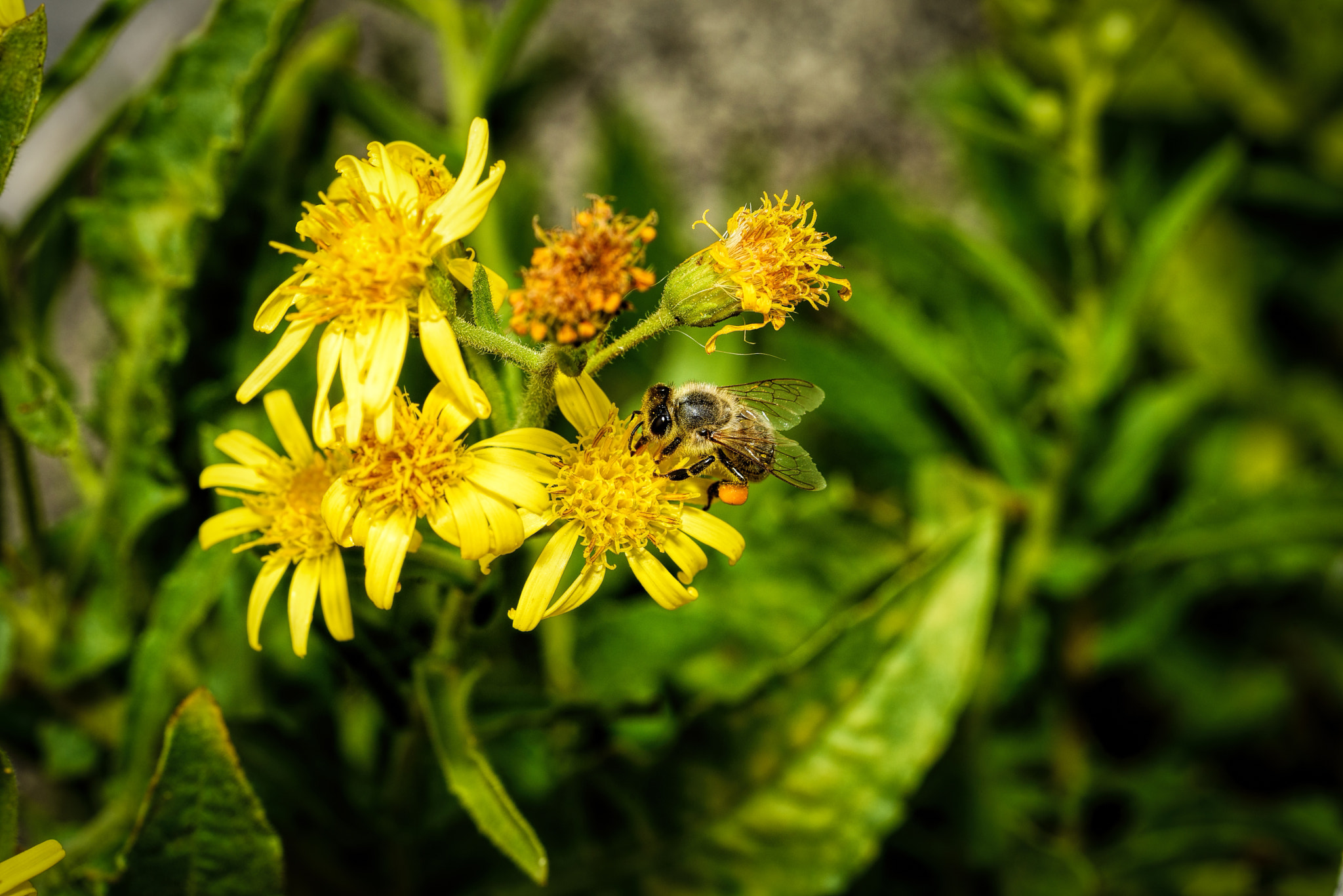 Tamron SP AF 90mm F2.8 Di Macro sample photo. A bee in nature photography