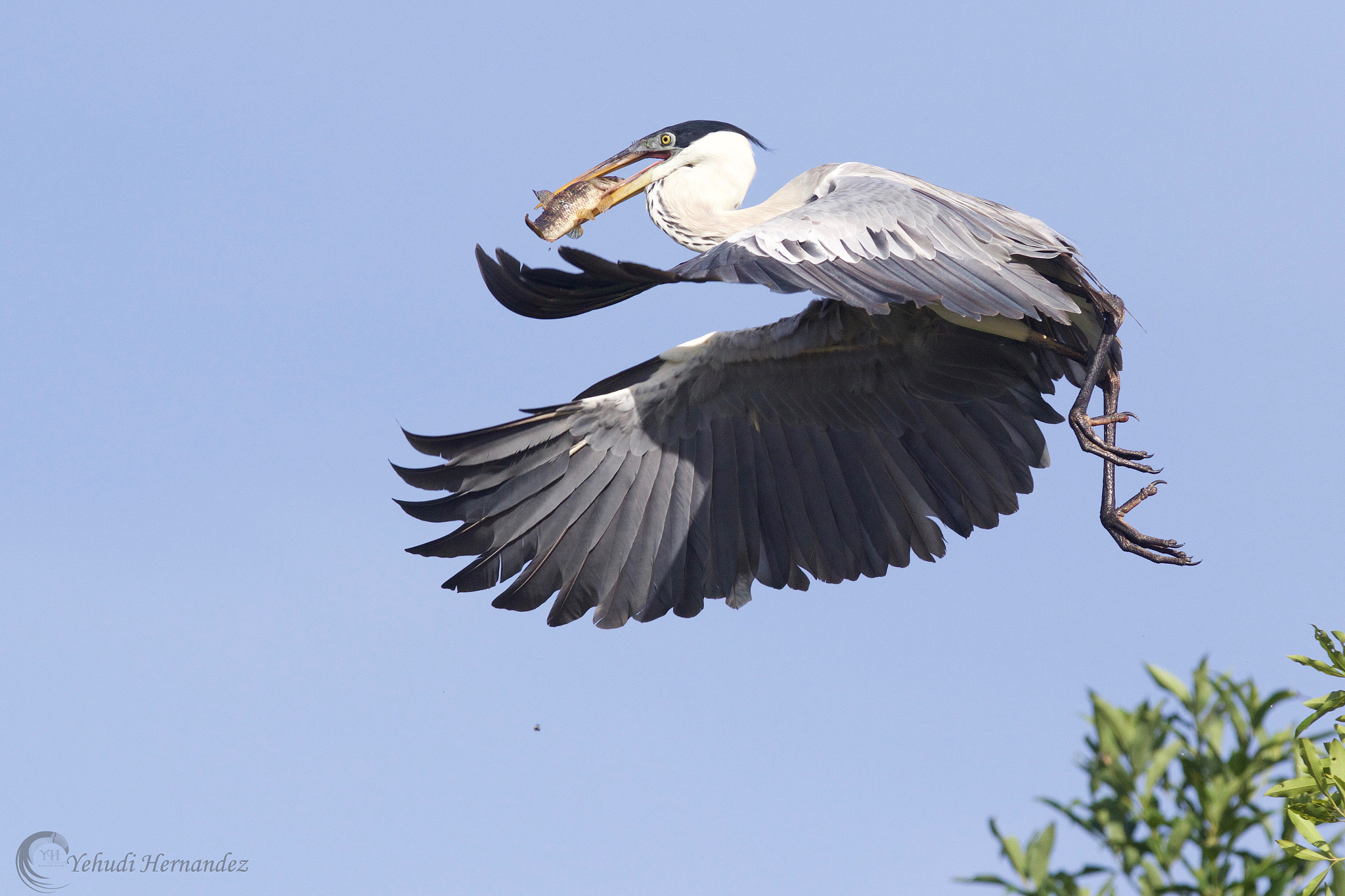 Canon EOS 7D Mark II sample photo. Cocoi heron photography