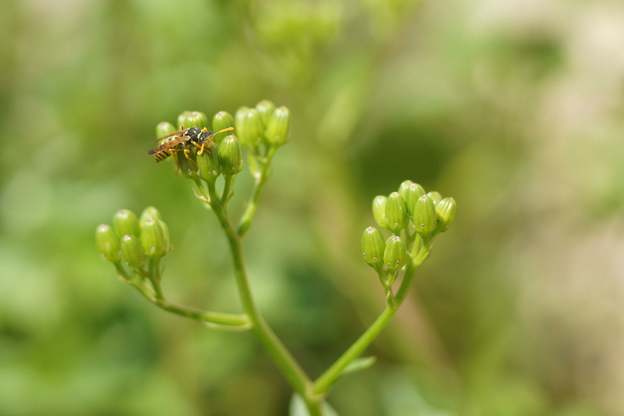 Sony a6000 + Tamron SP AF 90mm F2.8 Di Macro sample photo. Polistes gallicus photography