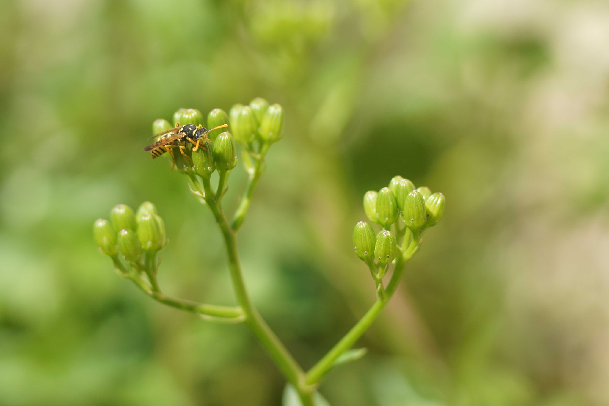 Sony a6000 + Tamron SP AF 90mm F2.8 Di Macro sample photo. Polistes gallicus photography