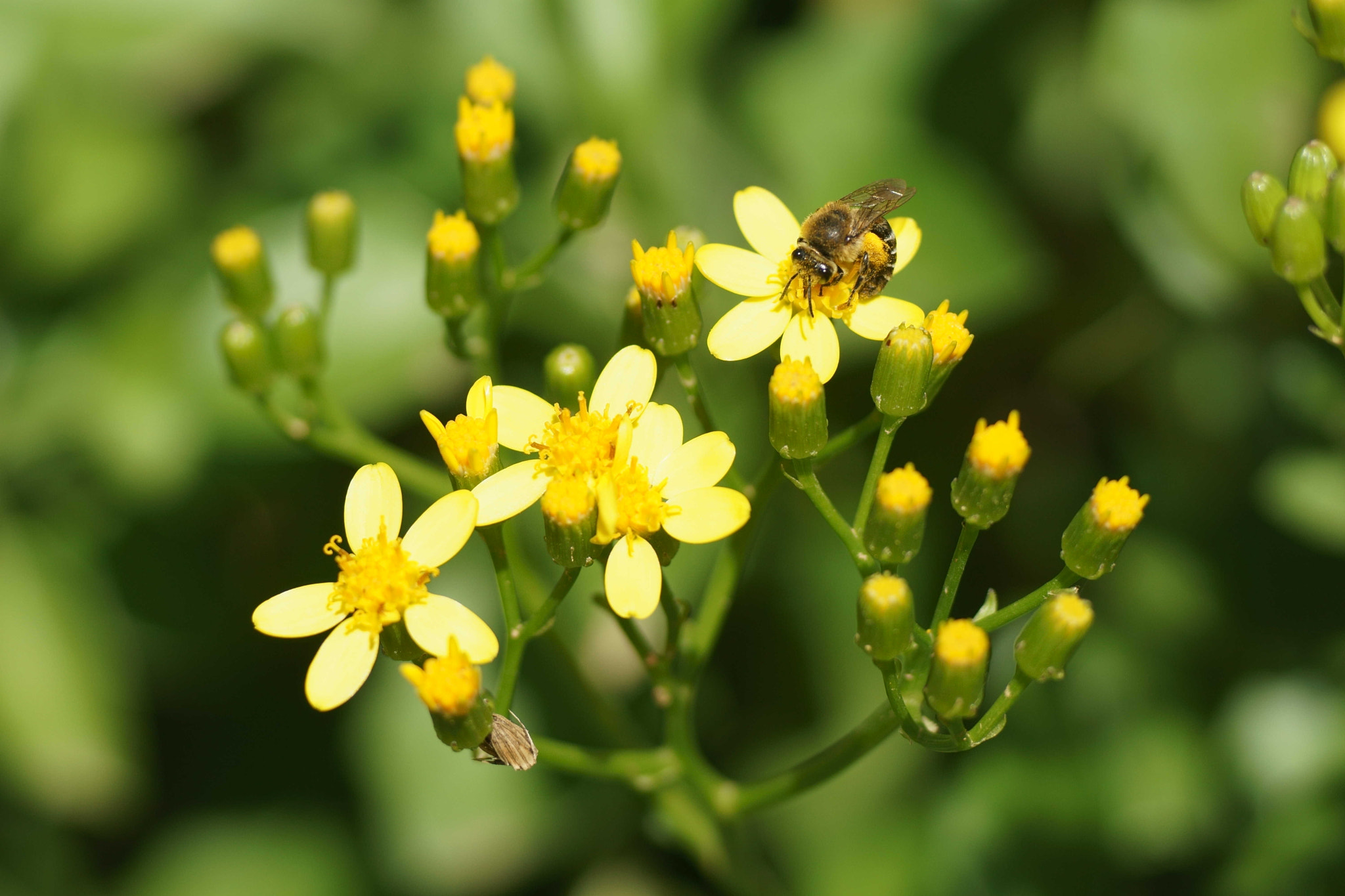 Sony a6000 + Tamron SP AF 90mm F2.8 Di Macro sample photo. Abeja doméstica (ii) photography