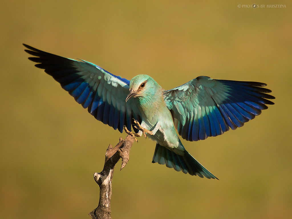 Sigma 50-500mm f/4-6.3 APO HSM EX sample photo. European roller photography