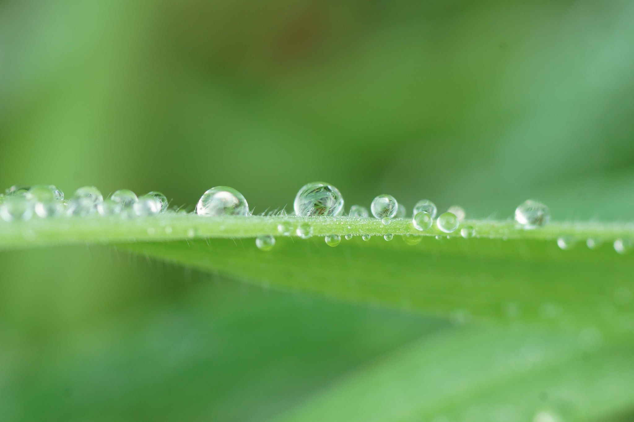 Sony a6000 + Tamron SP AF 90mm F2.8 Di Macro sample photo. Rocío(iv) photography