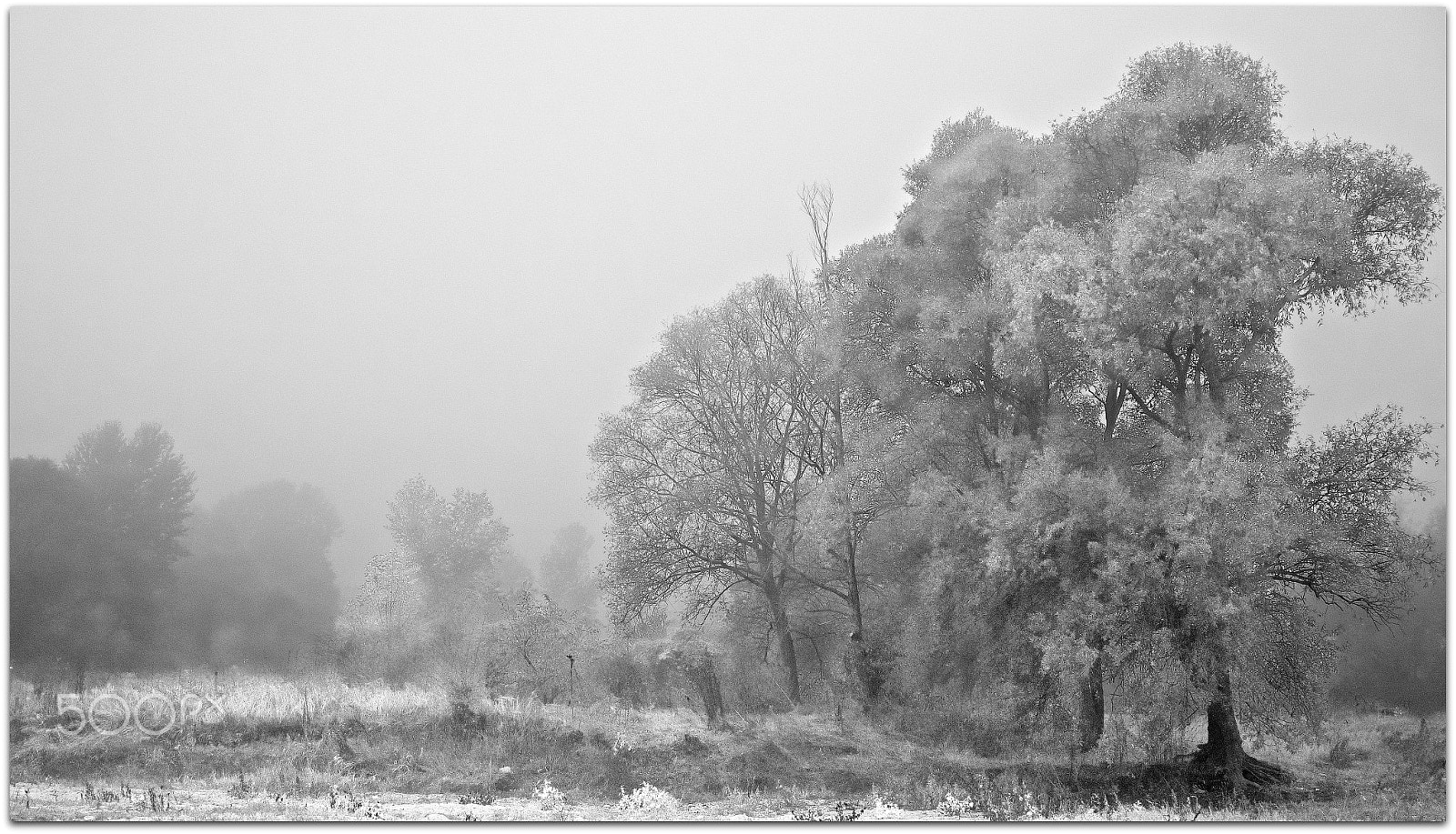 Nikon 1 Nikkor AW 11-27.5mm F3.5-5.6 sample photo. Transylvania  in october 2015 in the forest of dracula. photography