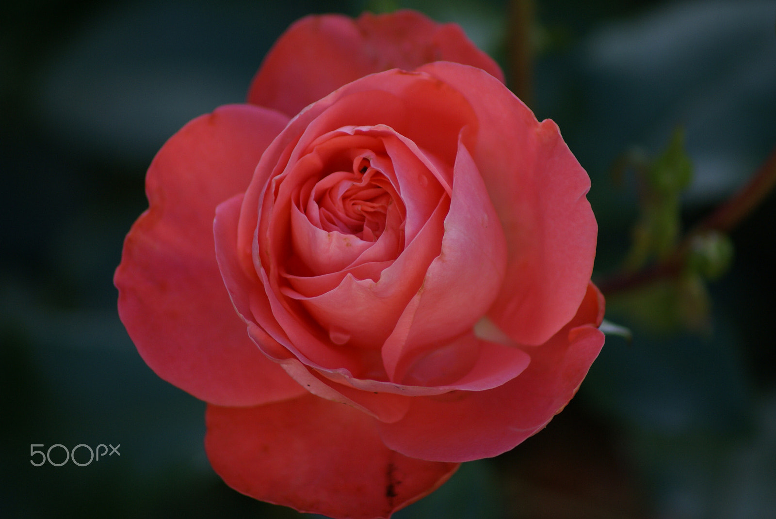 Sony Alpha DSLR-A100 sample photo. Rose photography