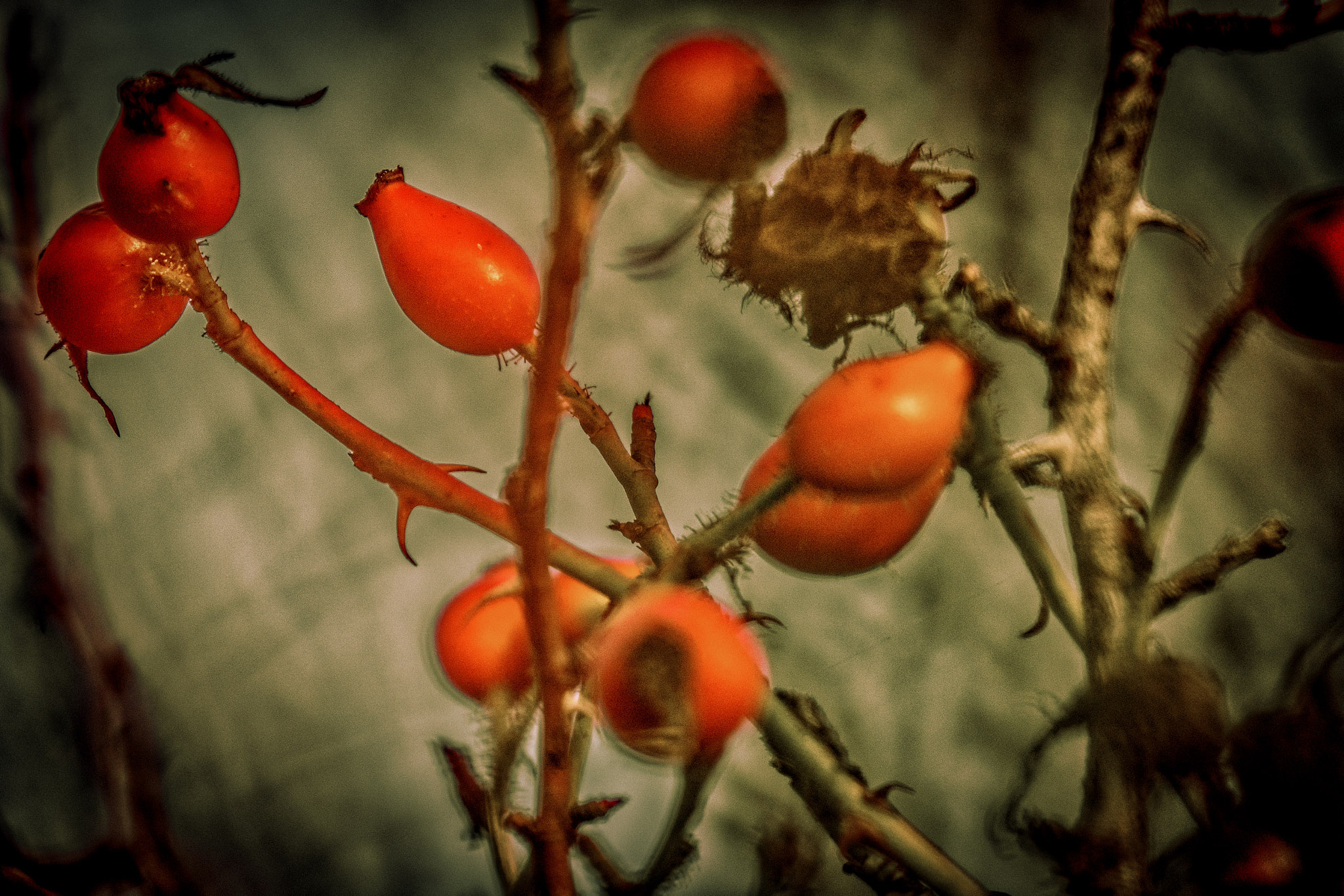 Panasonic Lumix DMC-GX8 + LEICA DG 100-400/F4.0-6.3 sample photo. Fruits hanging high photography