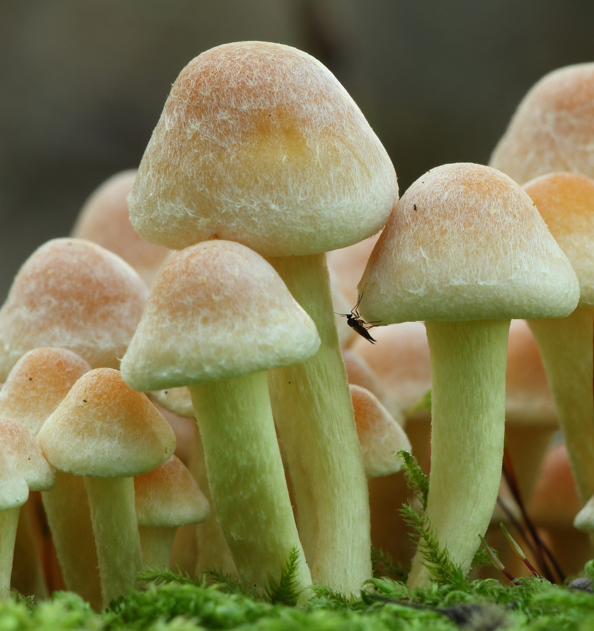Sigma APO Macro 150mm f/2.8 EX DG HSM sample photo. Mushrooms photography