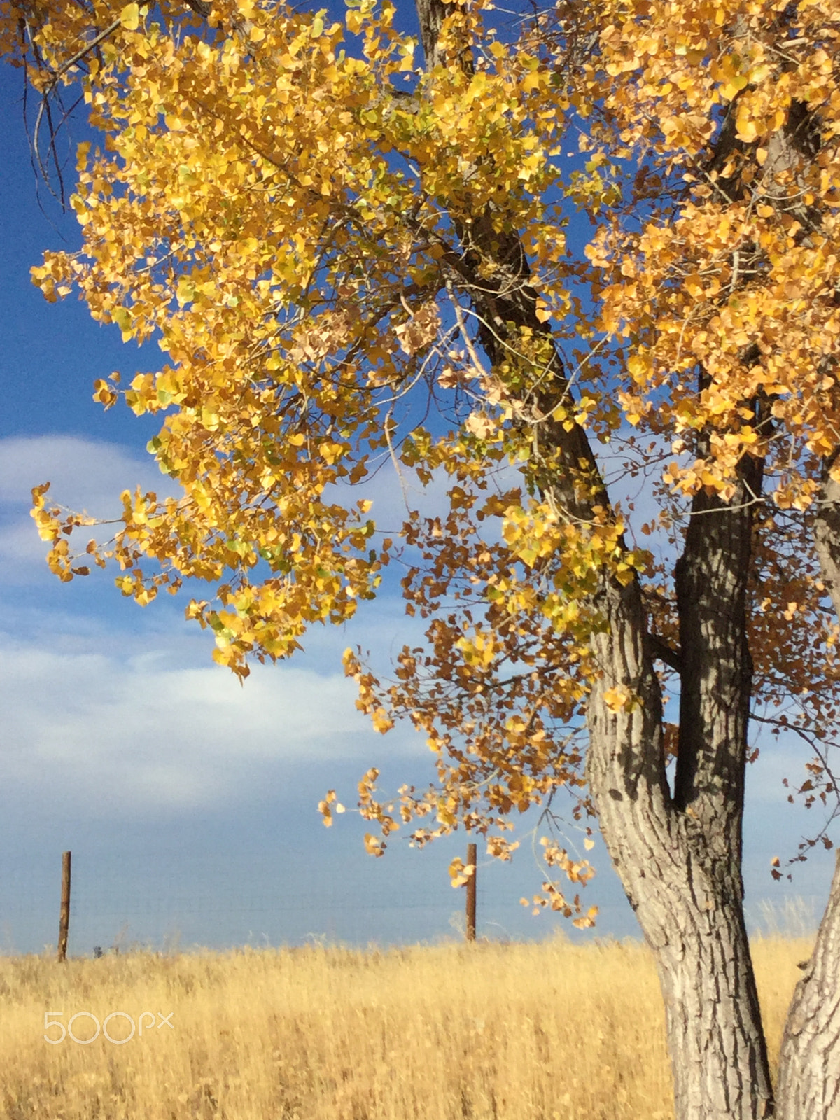 Apple iPad5,3 sample photo. Golden fall in colorado  photography