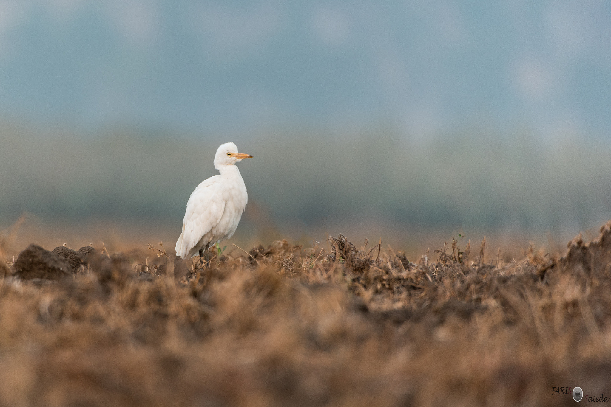 Nikon AF-S Nikkor 200-400mm F4G ED-IF VR sample photo. 24.10.16 photography