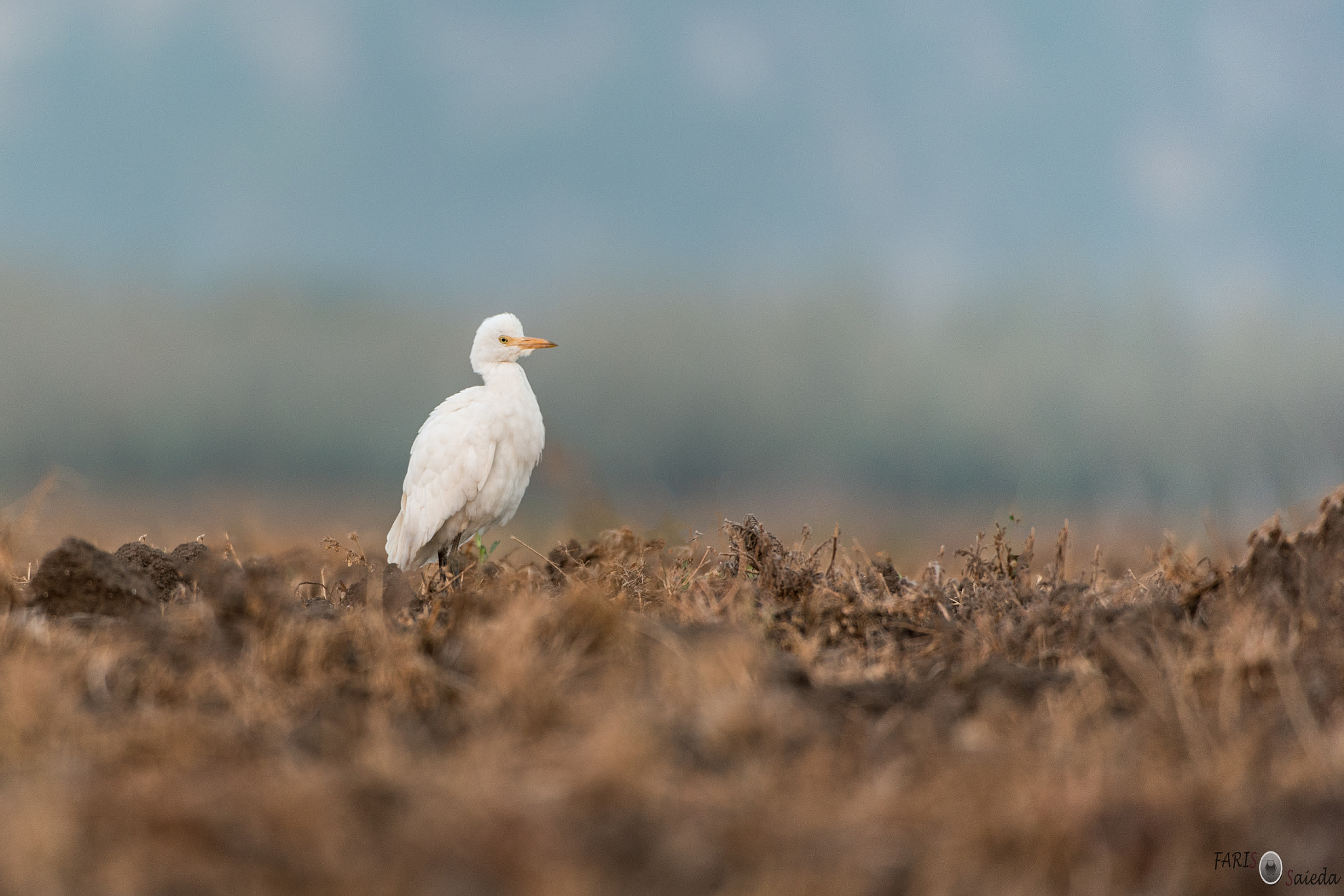 Nikon D750 + Nikon AF-S Nikkor 200-400mm F4G ED-IF VR sample photo. 24.10.16 photography